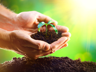 Man's hands planting the seedlings into the soil over nature green sunny background