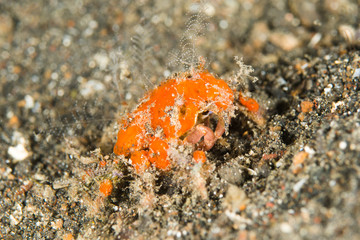 Undersea, Underwater life, fish, shoal, coral