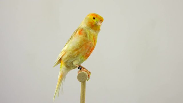 feo canary isolated on a white screen. soud
