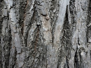 Close up of natural bark tree texture as a background in desine, game, wallpaper