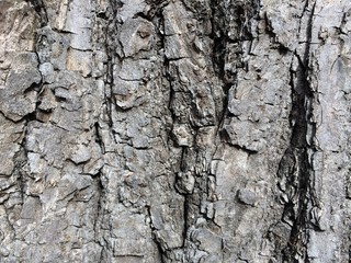 Close up of natural bark tree texture as a background in desine, game, wallpaper