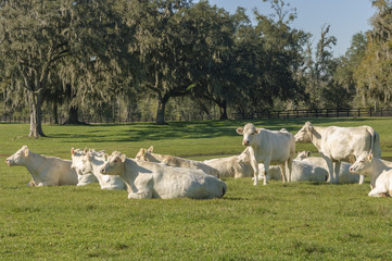 Fototapeta na wymiar Charolais Cattle herd resting in grass pasture