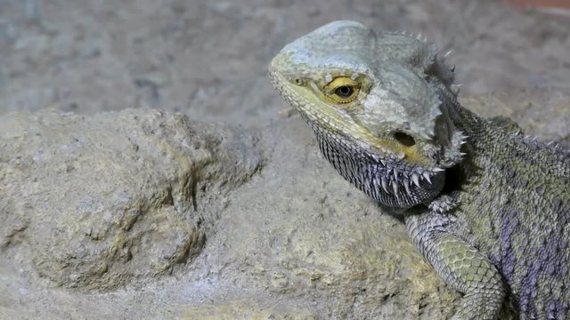 Two Central bearded dragon, Pogona vitticeps are sitting face to face.
