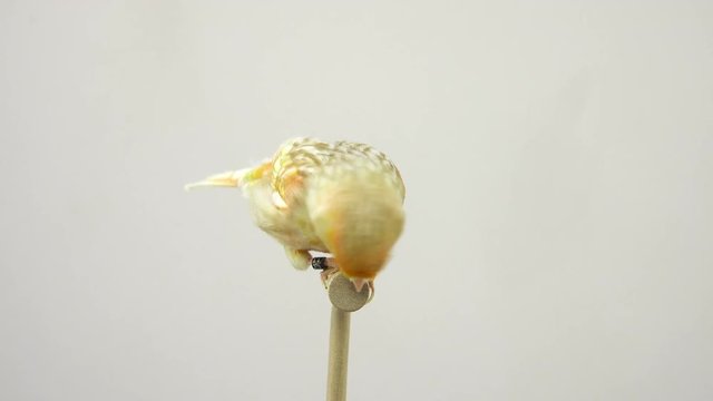 feo canary isolated on a white screen. soud