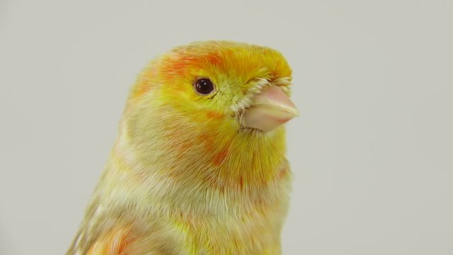 feo canary isolated on a white screen. soud