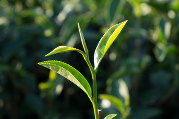 Tea leave in the field