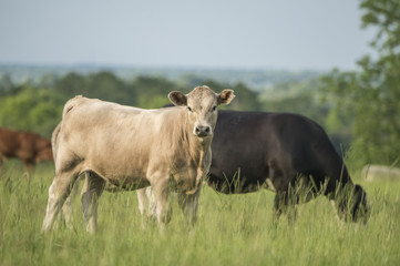 Curious calf with herd of beef cows in pasture