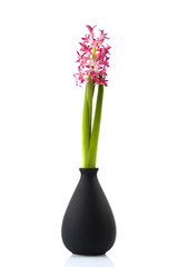 Hyacinth on white background