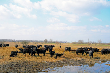 Buffaloes, Apajpuszta, Hungary