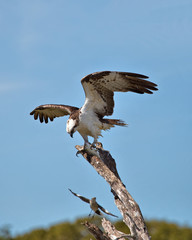 Fototapeta na wymiar Male Osprey (Pandion Haliaetus) enjoying a freshly caught fish high in a tree in the Florida Everglades