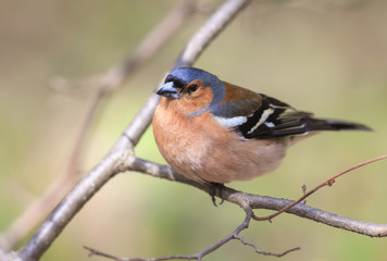 spring bird Chaffinch sitting on a branch in the Park on a Sunny day