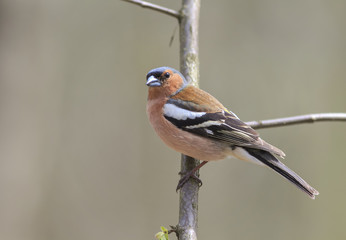 portrait birds Chaffinch on a branch in the forest