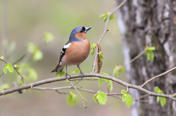 portrait of birds of the Finch in the forest surrounded by young leaves