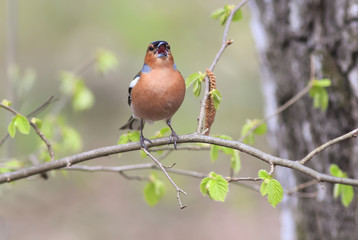  male birds of the Finch sings in the woods surrounded by young leaves
