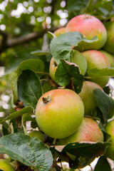 Ripe apples on a tree