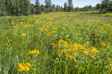 Scenic alpine meadow near Pagosa Springs, CO. USA