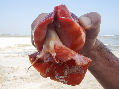 Sea shell