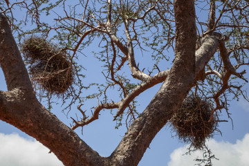 Ulu tree