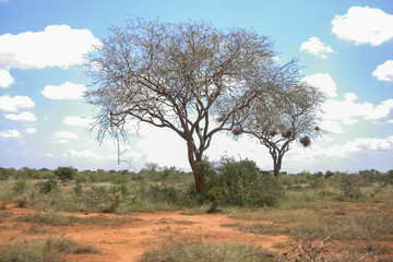 Ulu tree