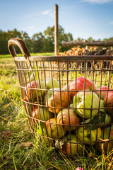 Ripe apples in a basket