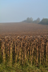 Champs de tournesol &agrave; maturit&eacute;