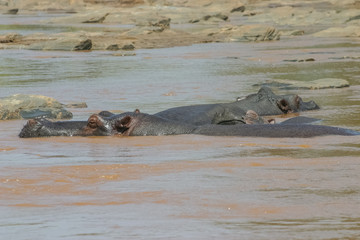 Fototapeta premium Hippo