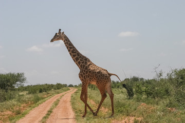 Giraffe