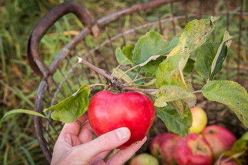 Holding a ripe apple