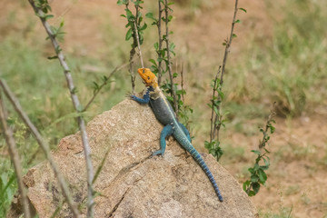 African lizard