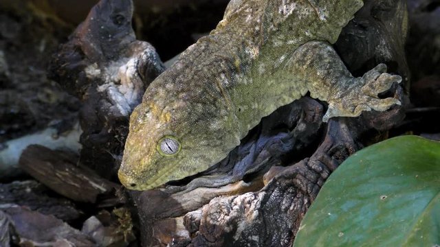Portrait of New Caledonian giant gecko, Rhacodactylus leachianus sitting on a branch
