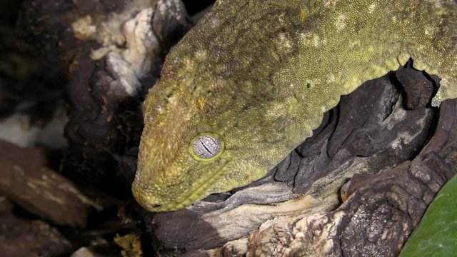 Portrait of New Caledonian giant gecko, Rhacodactylus leachianus sitting on a branch
