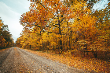Old road in the autumnal forest