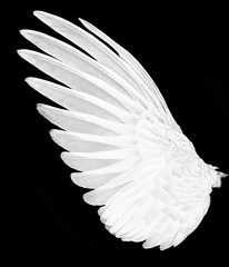 white wings of birds on back bacground