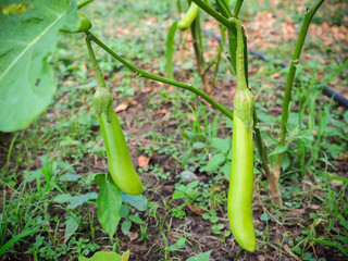 Green eggplant in farm