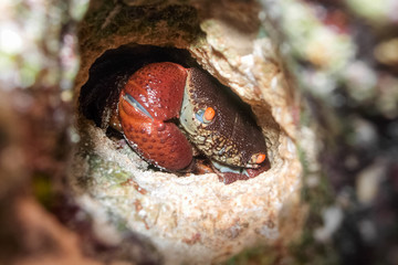 Crab