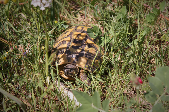 Minorque, la tortuga de Cales coves