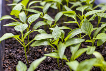 green sprout, small plant, the beginning of the growth , sprout from the soil