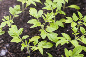 green sprout, small plant, the beginning of the growth , sprout from the soil