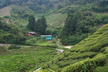Naklejka premium Cameron Highlands Teeplantage Tee