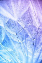 Panele Szklane Podświetlane  Streszczenie makro zdjęcie nasion roślin o poranku