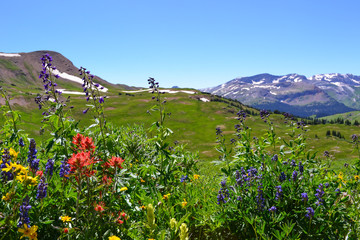 Aspen Wildflowers