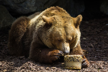 Brown bear eating in captivity