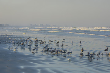 Wintering birds on beach at Lighthouse Point Park, Ponce Inlet, Volusia County Florida USA. Daytona beach in background