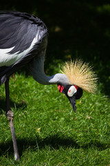 Gray neck-crowned crane