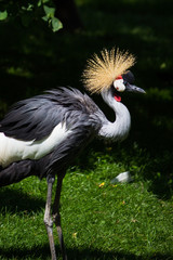 Gray neck-crowned crane