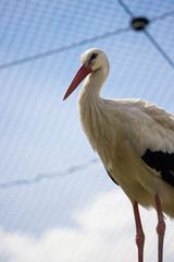 Stork in captivity