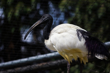 Black headed ibis in captivity