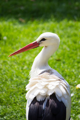 Stork in a grass field