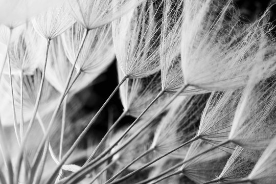 Fototapeta Abstrakcjonistyczna makro- fotografia rośliien ziarna. Czarny i biały
