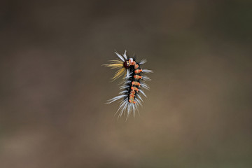Hairy caterpillar in the air